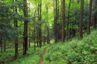 Sustainable Forests: Tools, Technology, and Science for Tomorrow’s Forest