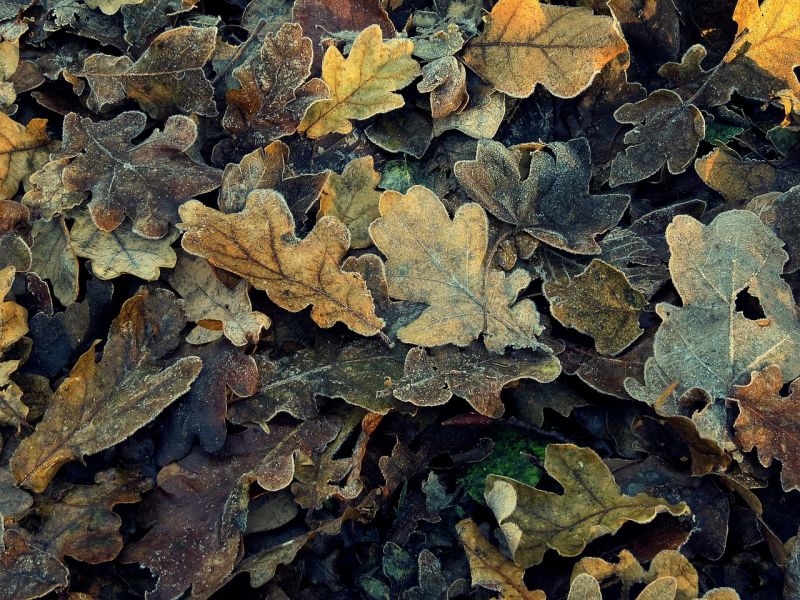 How Leaves Keep Paying it Forward