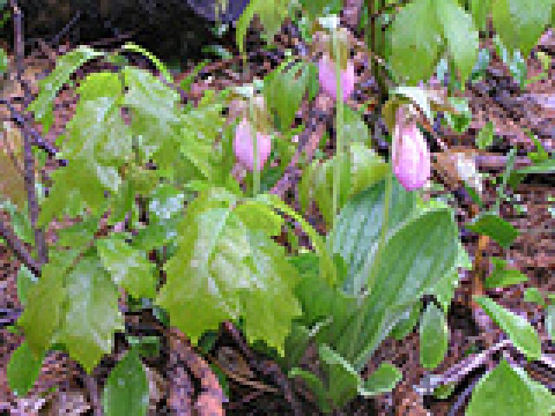 PINK LADY’S SLIPPER: I’M TALKING FLOWERS HERE!