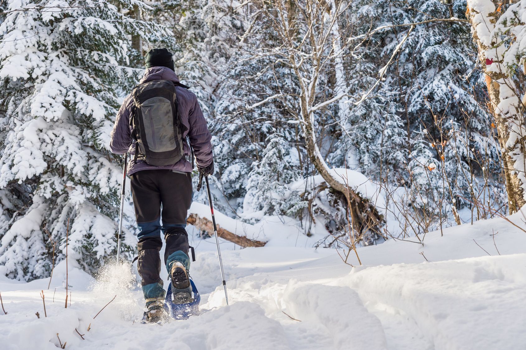 Go Snowshoeing