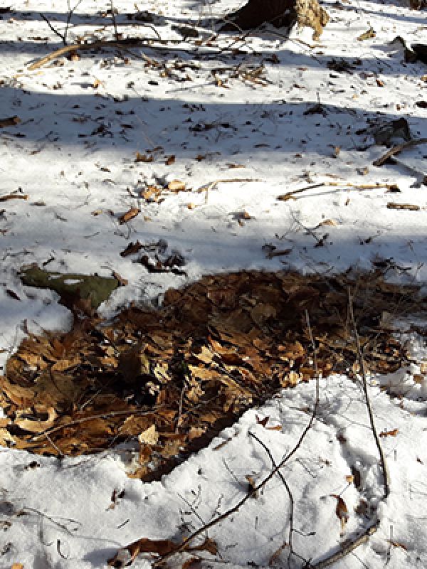 Deer beds are easy to find in the snow. In this case, the thin layer of snow was melted by the warmth of a bedded deer, revealing red oak and beech leaves on the forest floor.