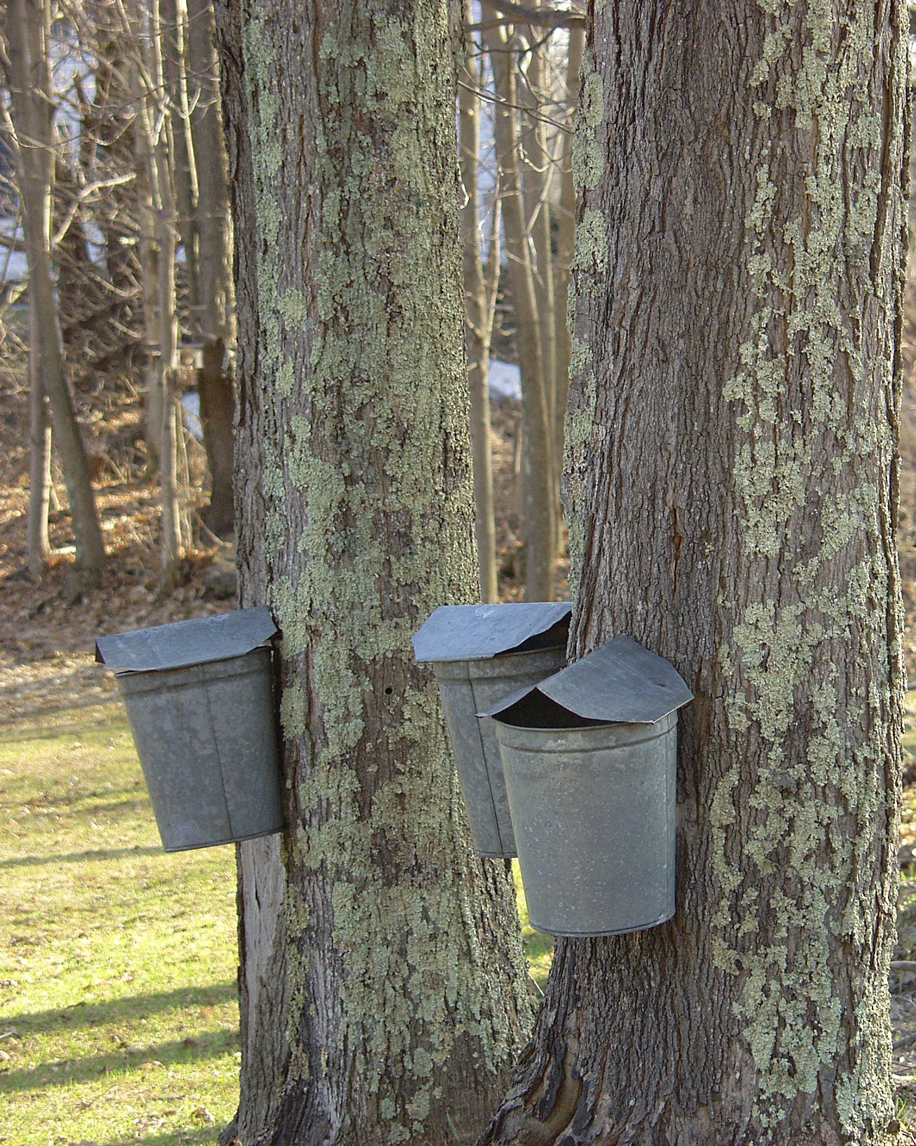 Learn About Maple Syrup Production