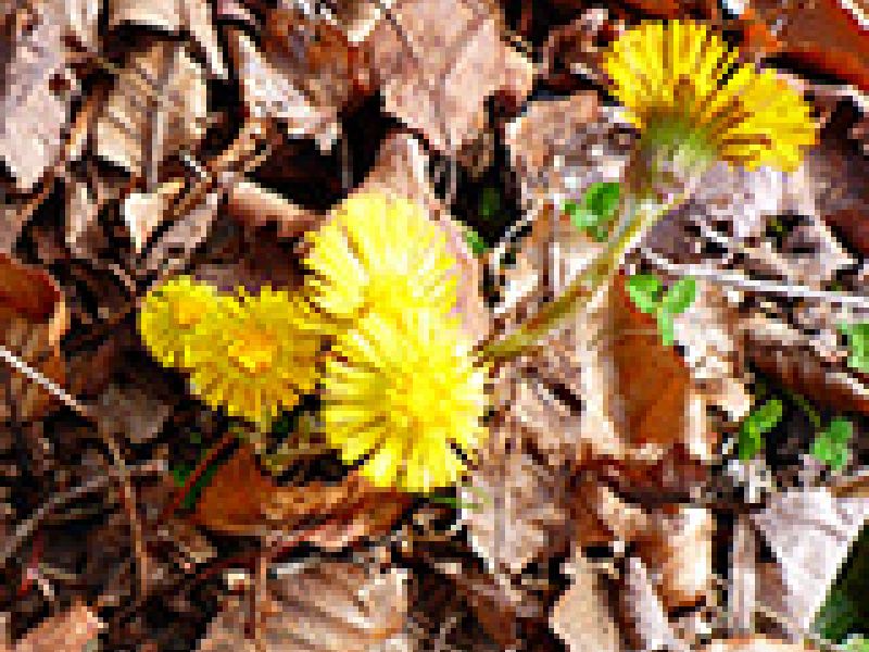 Coltsfoot: Early Spring Wildflower