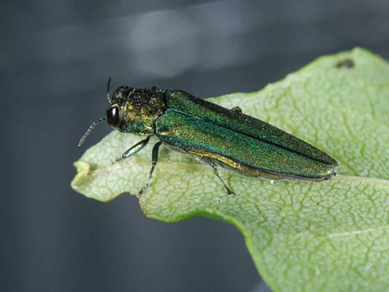 EAB in Arkville NY (Central Catskills)