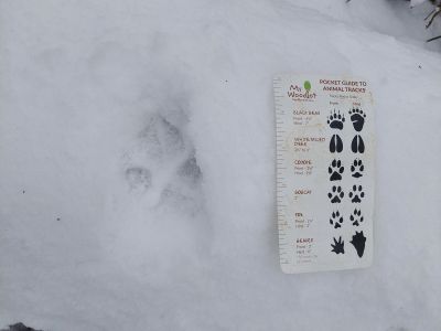 Winter Tracking Tip – Dog or Cat?