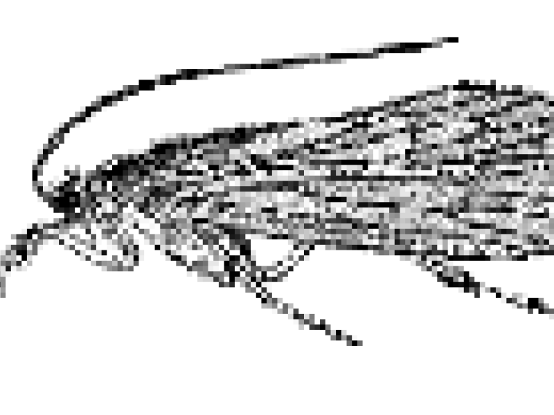 Caddisfly Larvae, Small Critters With Big Abilities: Stabilizing Streams