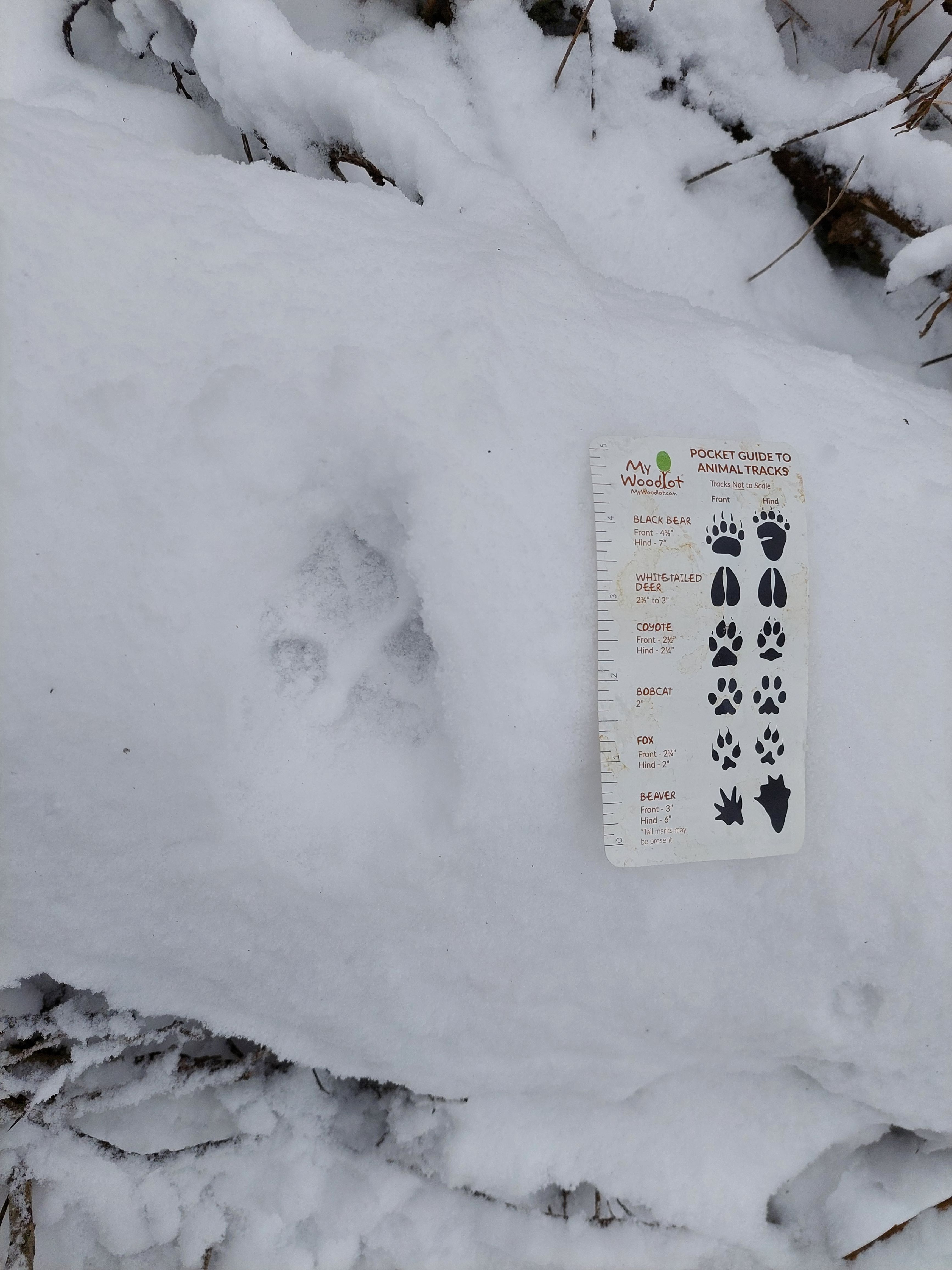 Winter Tracking Tip – Dog or Cat?