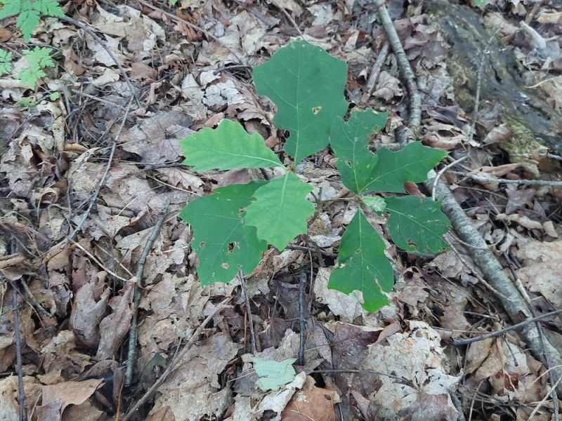 Spreading Slash for Seedlings