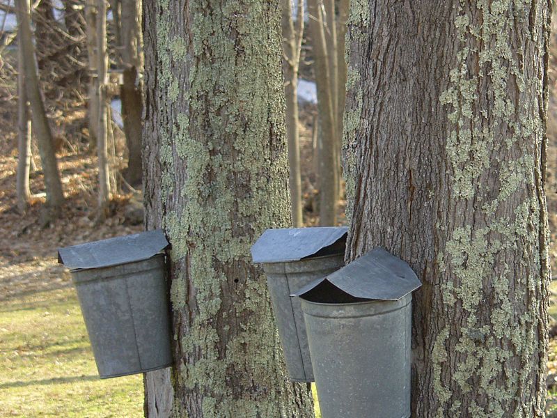 Learn About Maple Syrup Production