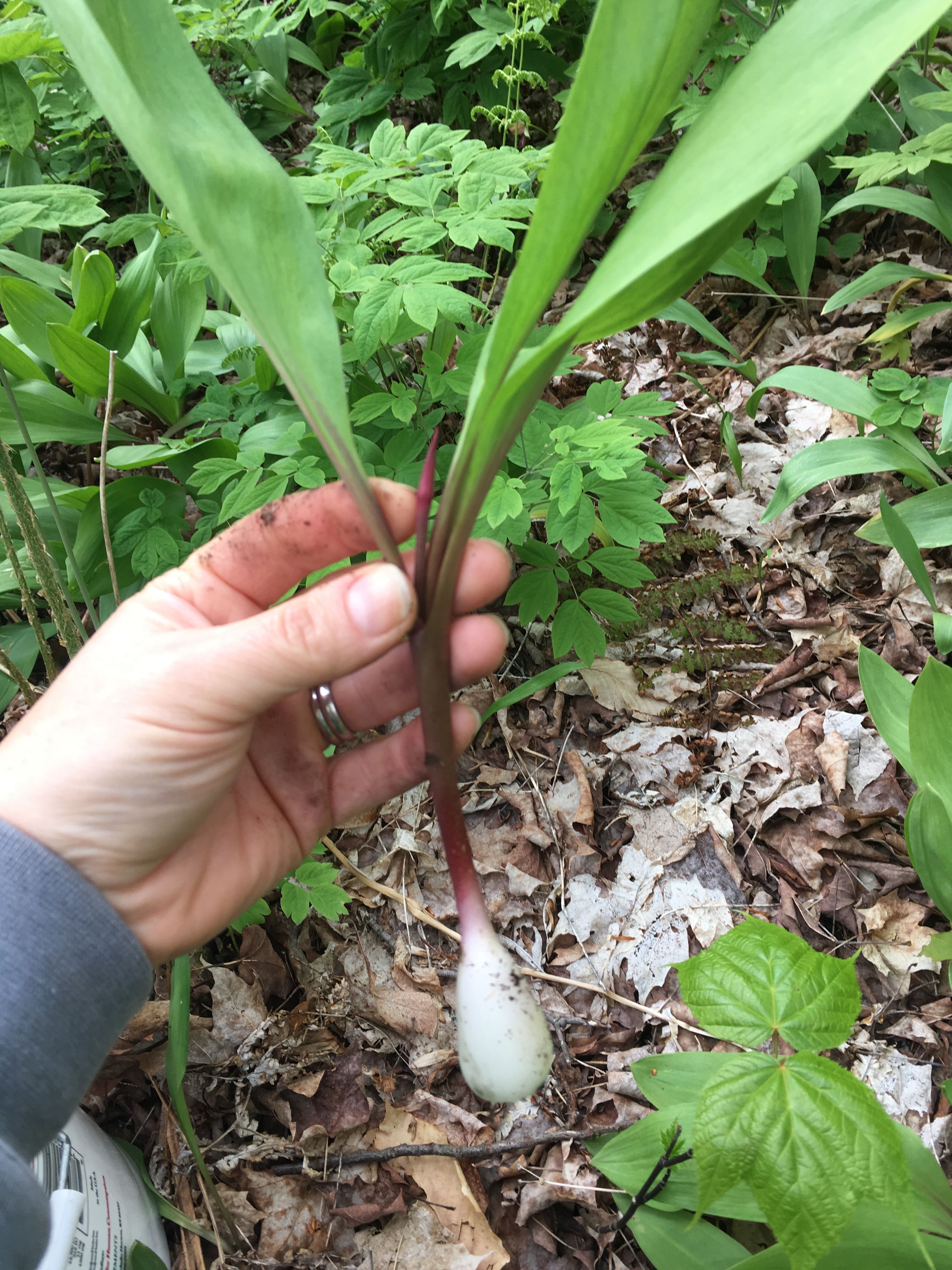 Learn About Ramps (Wild Leeks)