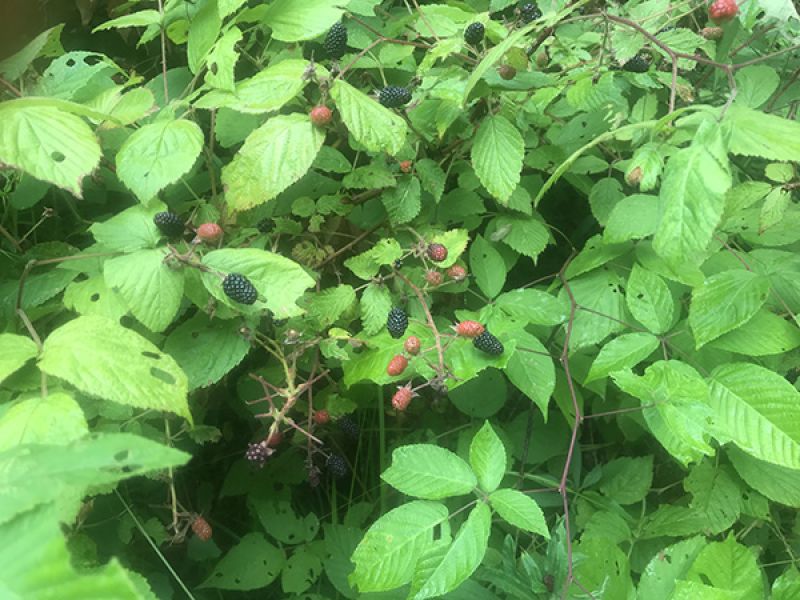 Bleeding for Blackberries