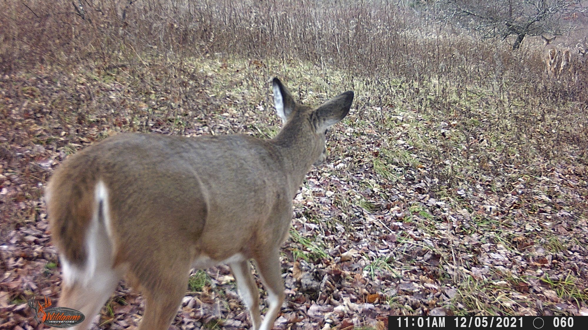 Apply for Deer Management Permits