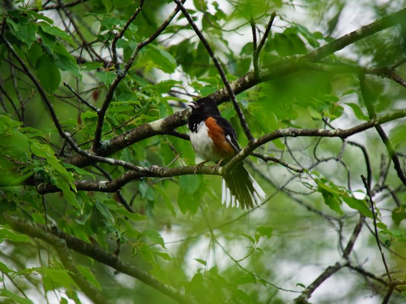 Take Pictures of Birds