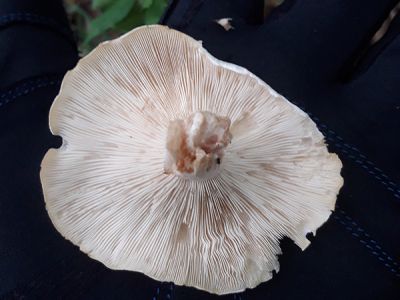 I Stepped Inside a Fairy Ring and Lived