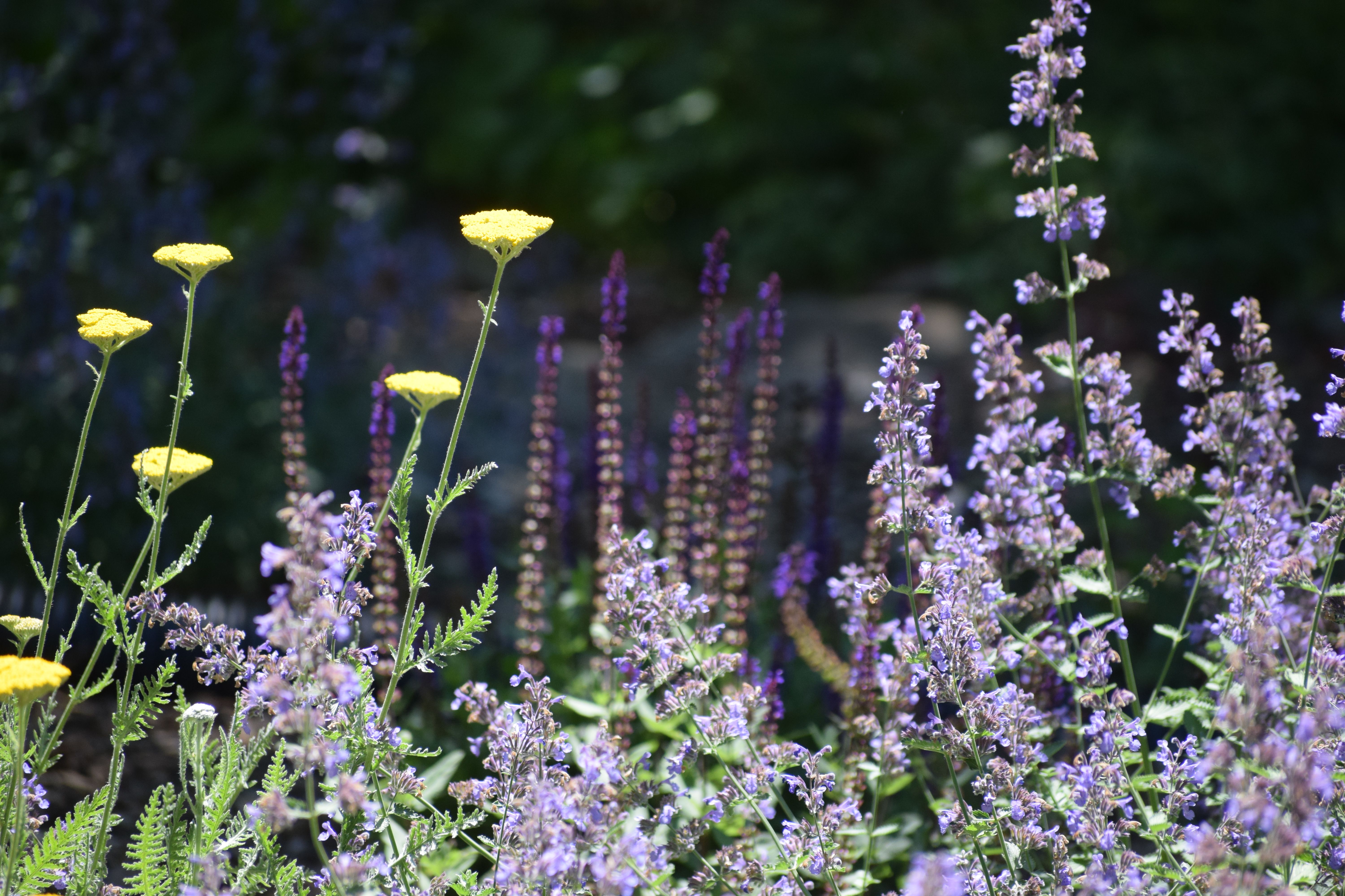 Identify My Wildflowers