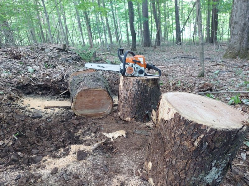 Cutting Firewood in My 2-Acre Woodlot