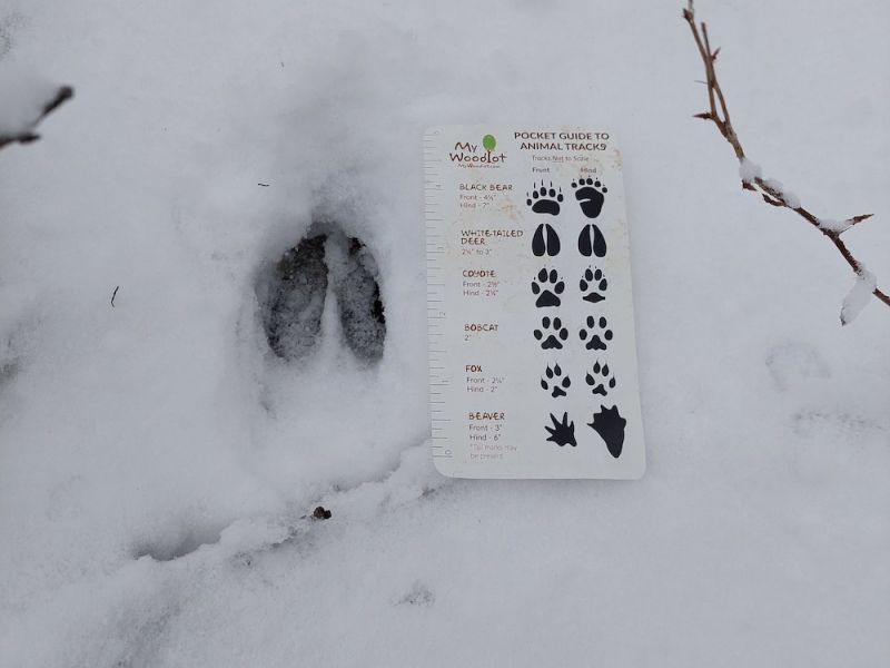 Identifying Wildlife Tracks in the Snow