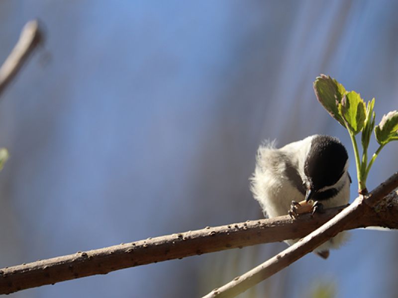 Forests and Bird Migration