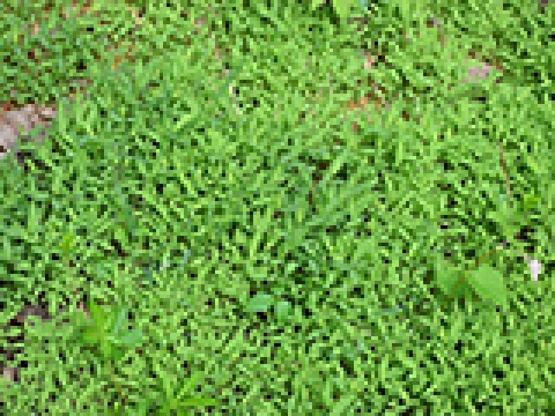I have Japanese Stiltgrass: Part 1