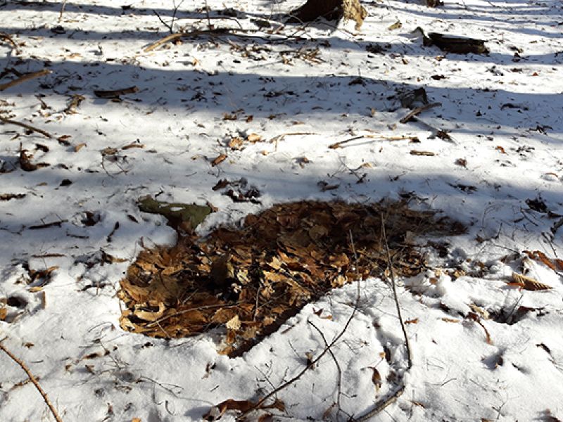 Post-season winter scouting for deer in the Catskills