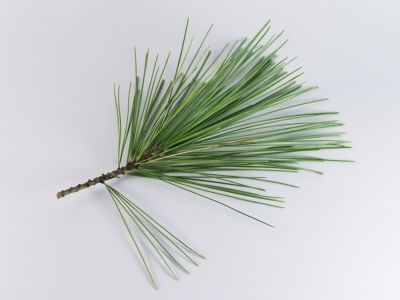 Pine Tree Identification Helpful Hints