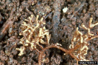 Why Trees Thrive: Mycorrhizal Fungi