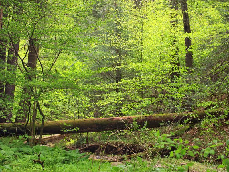 Understand How My Woods Sequester and Store Carbon