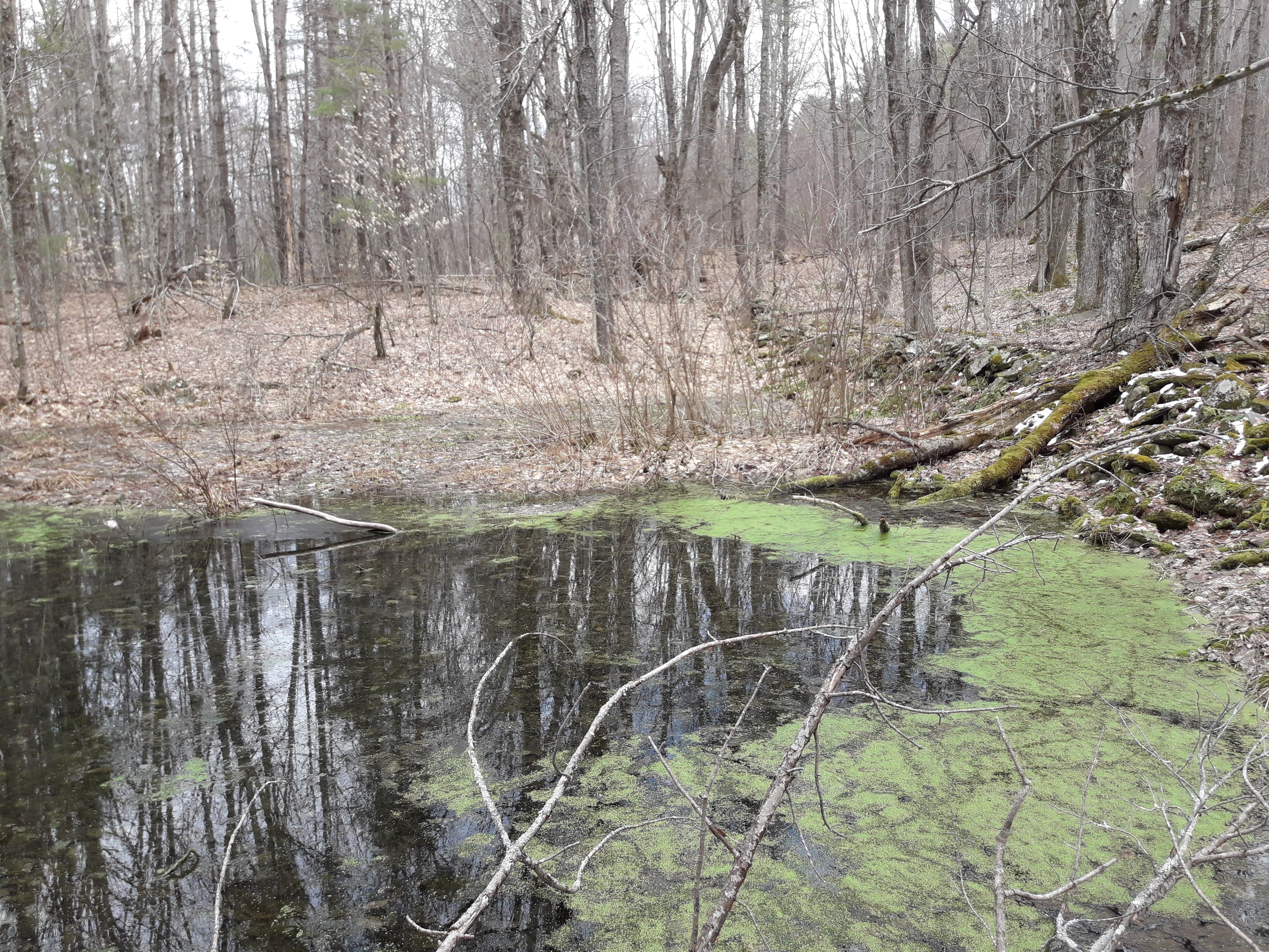 Find My Vernal Pools