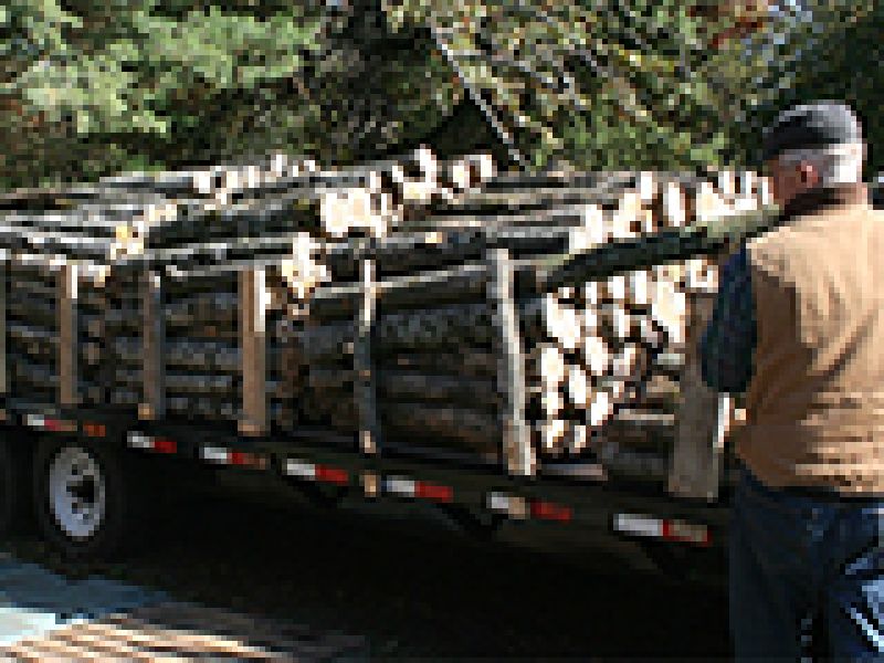 Seeking Log “Bolts” for Shiitake Mushroom Production in New York State Cornell Small Farms Program