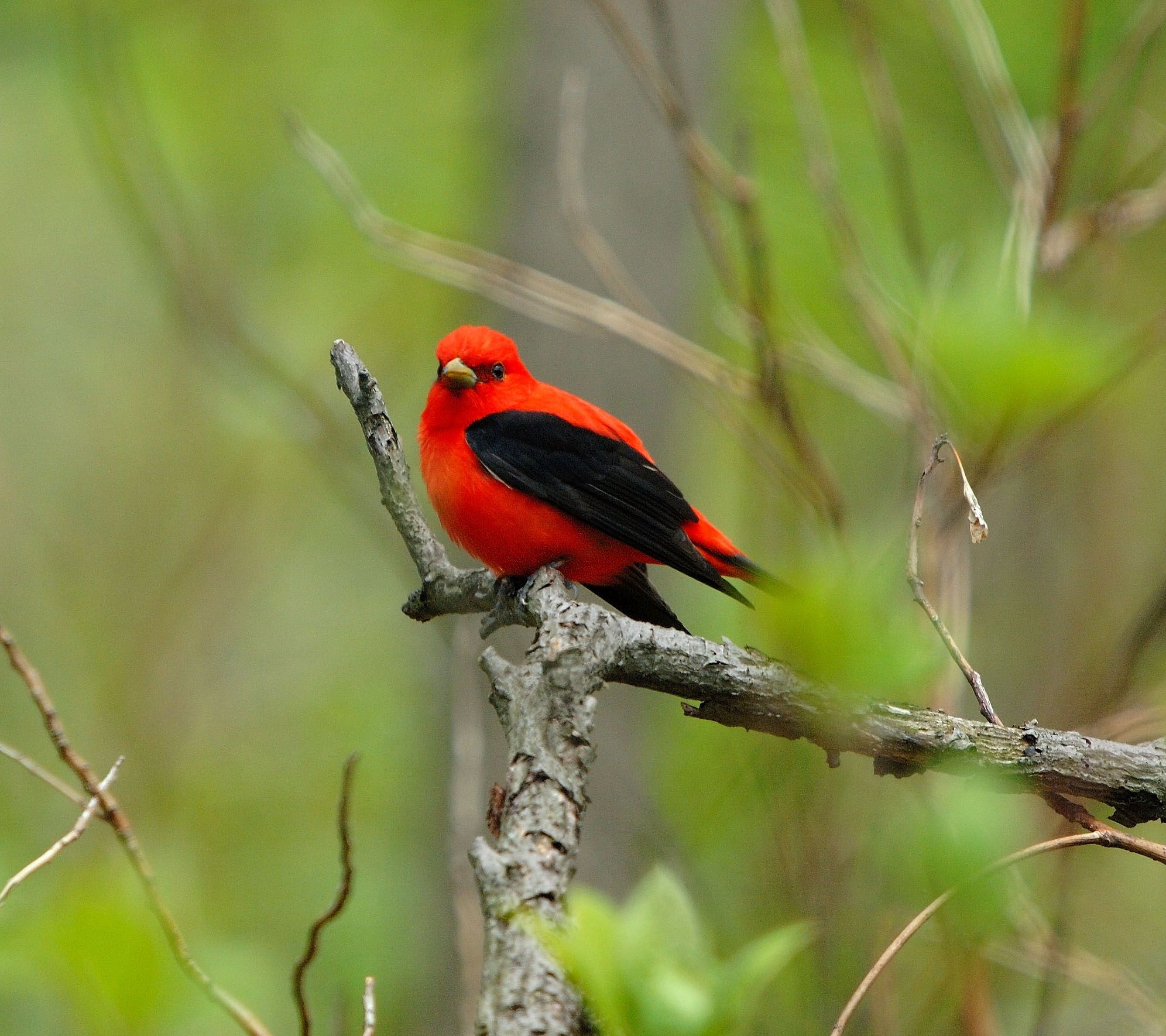 Discover the Value of Old-Growth Forest