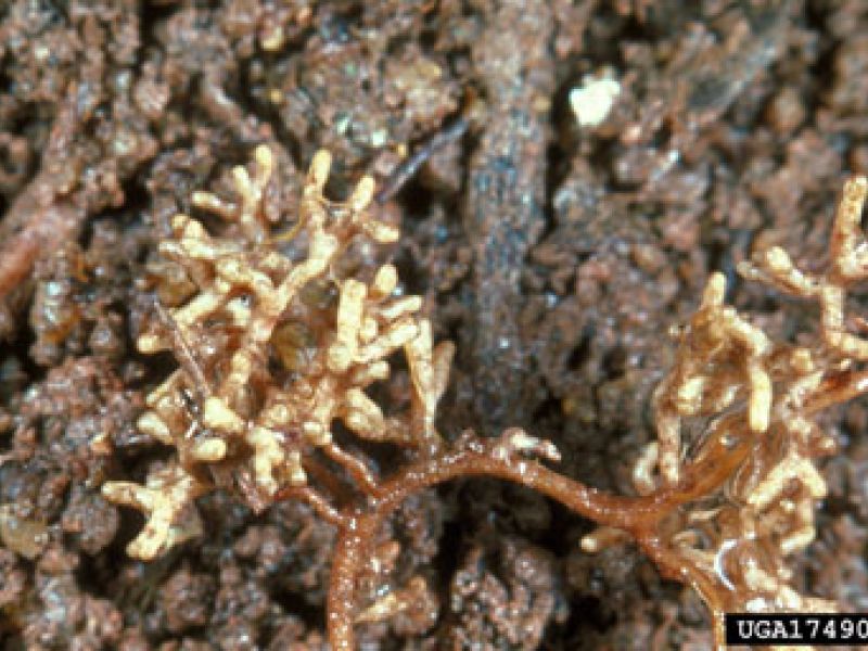 Why Trees Thrive: Mycorrhizal Fungi