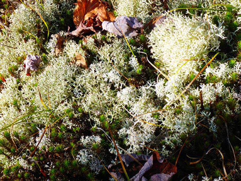 Lichen: Bold Colonizer