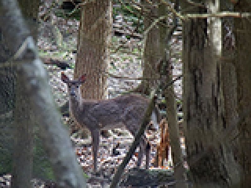 Scruffy Whitetails (Who's Scruffy Looking?)