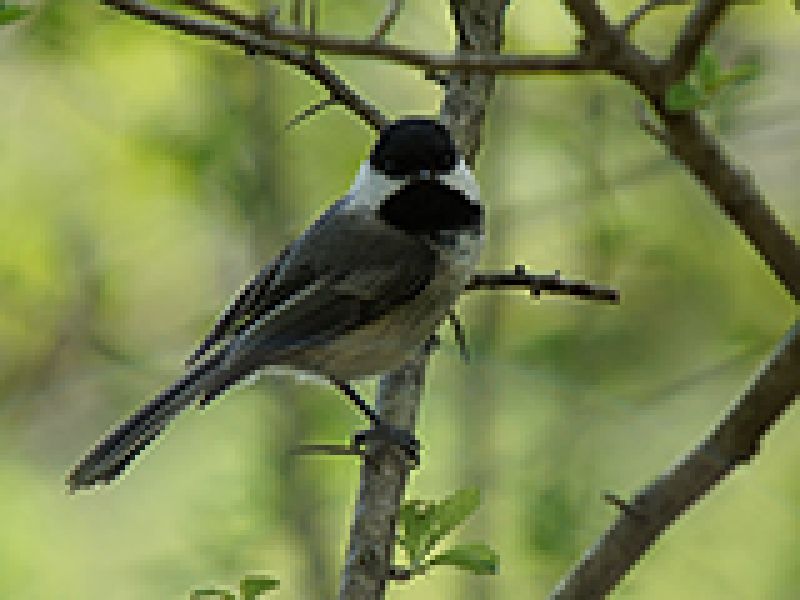 Chickadees Are The Best!