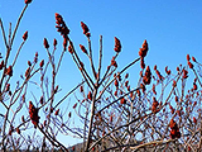 Red Candles of Winter: Staghorn Sumac