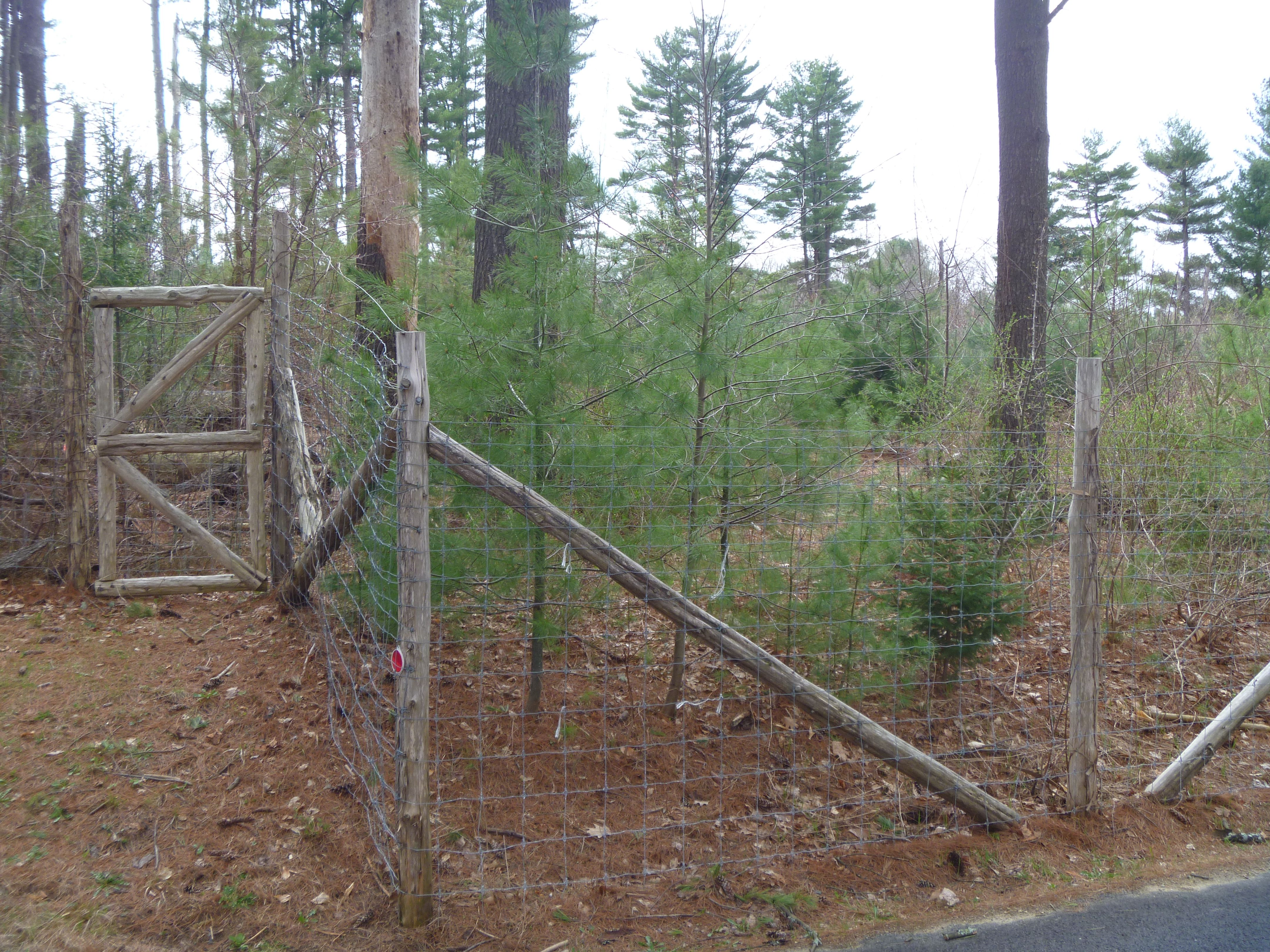 Install a Deer Fence Under My Dying Trees