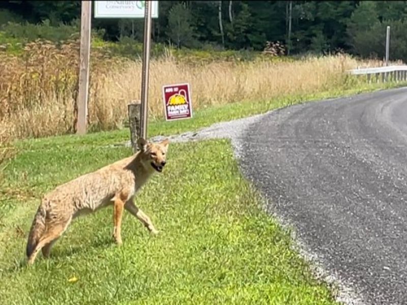 Coyote Close Encounter