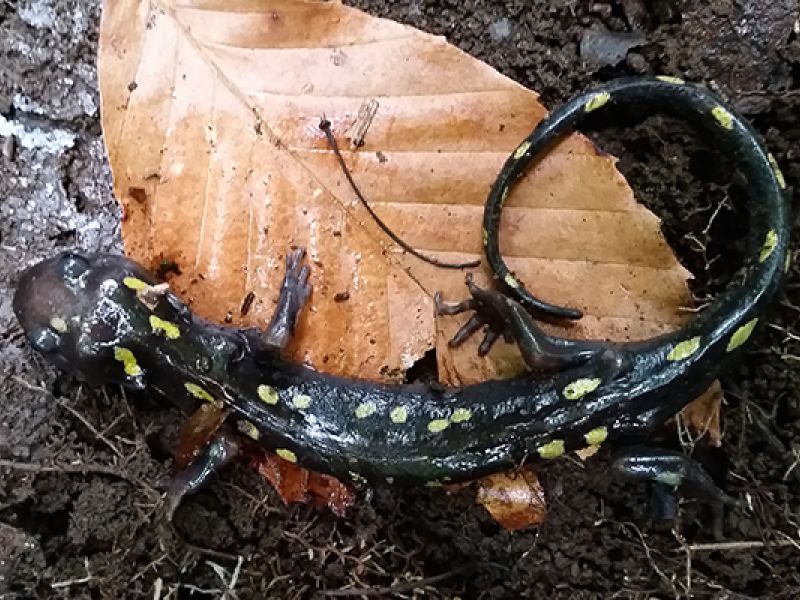 A Vernal Pool and a Spotted Salalmander