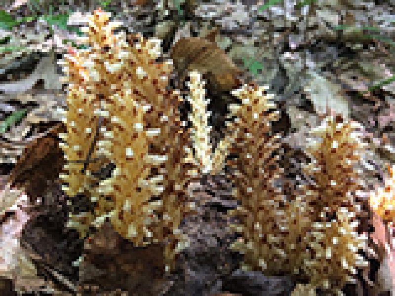 Cancer-Root: The Case of the Mysterious, Parasitic Plant