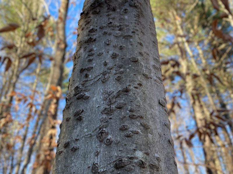 Beech Bark Disease in the Catskills