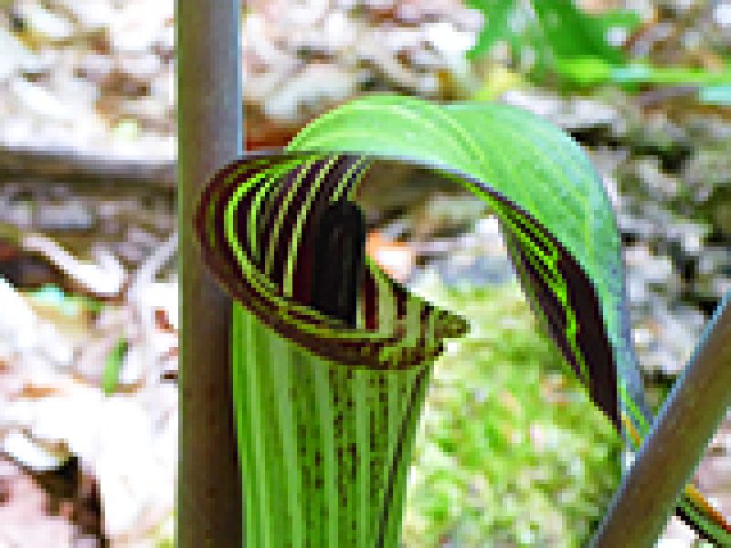 Jack-in-the-Pulpit