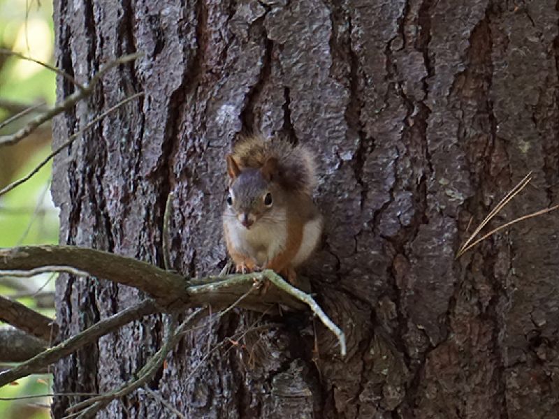 Passionate Pine Protector - The Red Squirrel