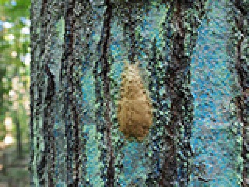 Fuzzy Egg Mass on an Oak Tree’s Bark