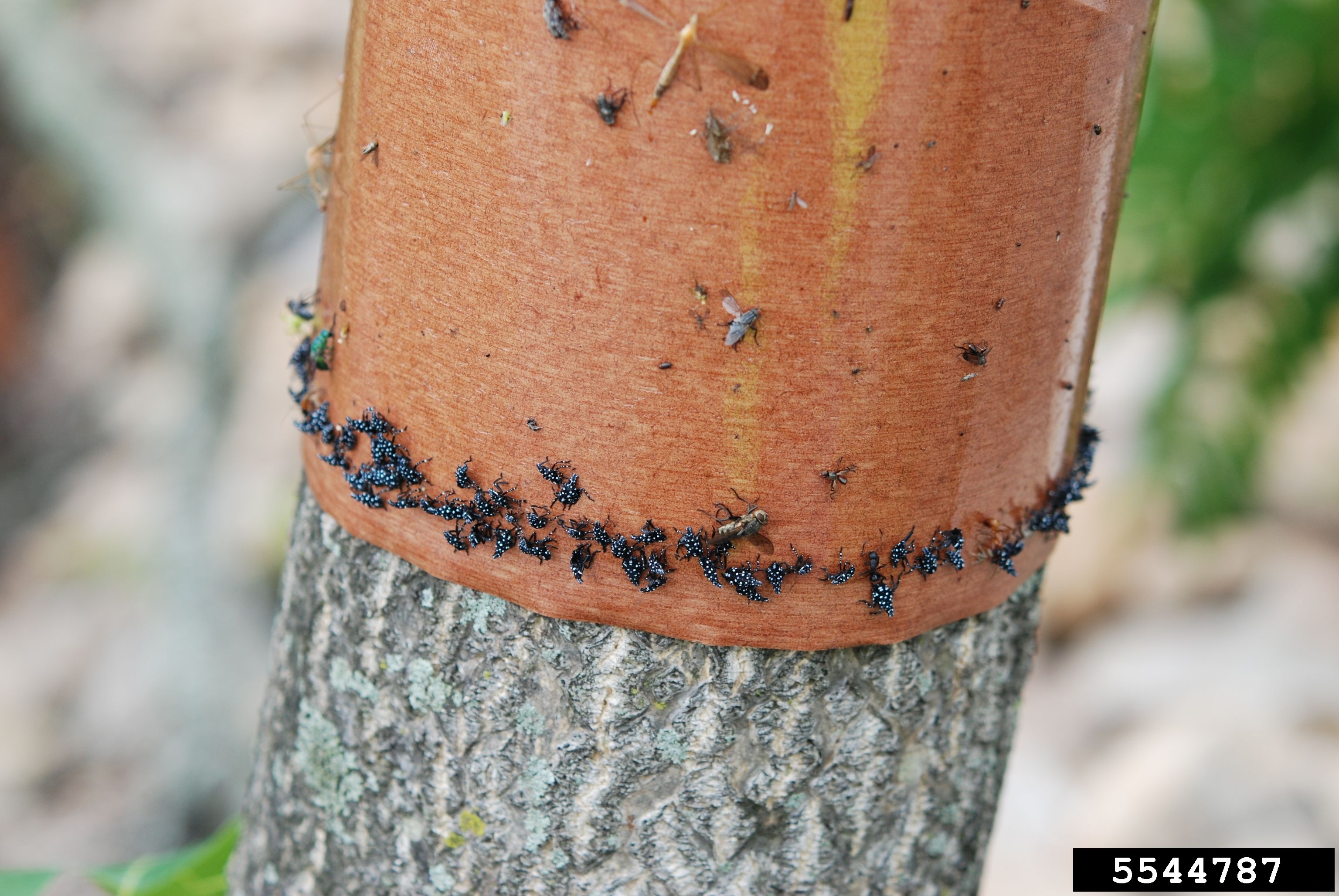 Treat for Spotted Lanternfly