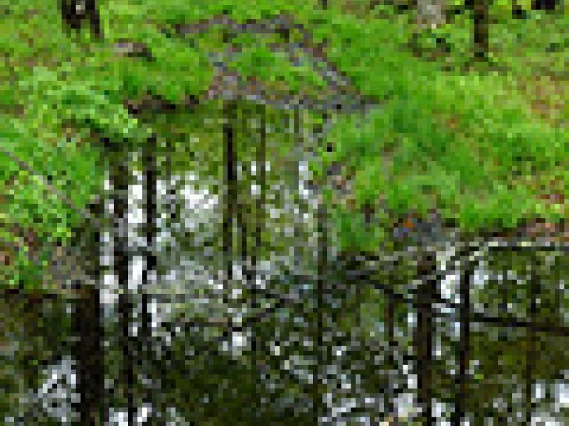 Skidding Ruts Turned to Vernal Pools