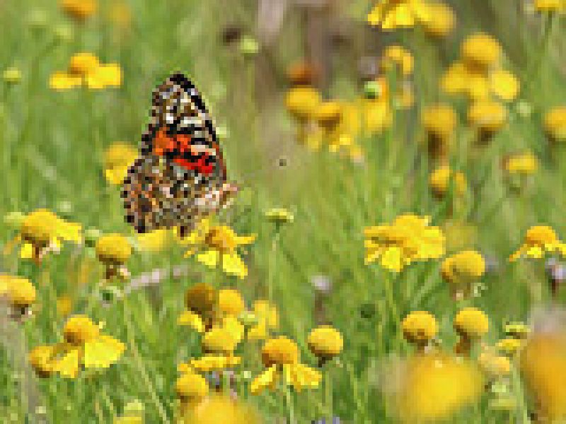 Enhancing Biodiversity in Your Backyard