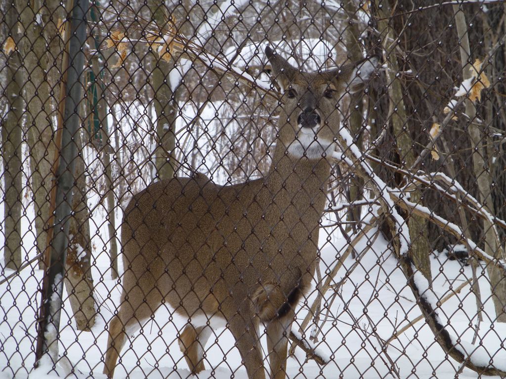 Install a Deer Fence