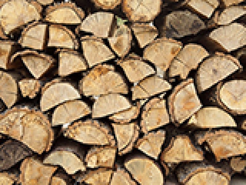 Buying Local Firewood Protects Local Forests