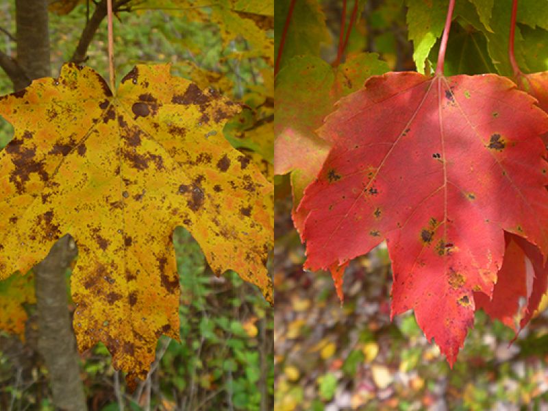 Fall Colors Part 2: Why Do Leaves Change Color in the Fall?