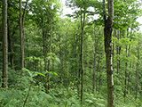 To Improve Your Woods, Practice ‘Worst First’ Forestry
